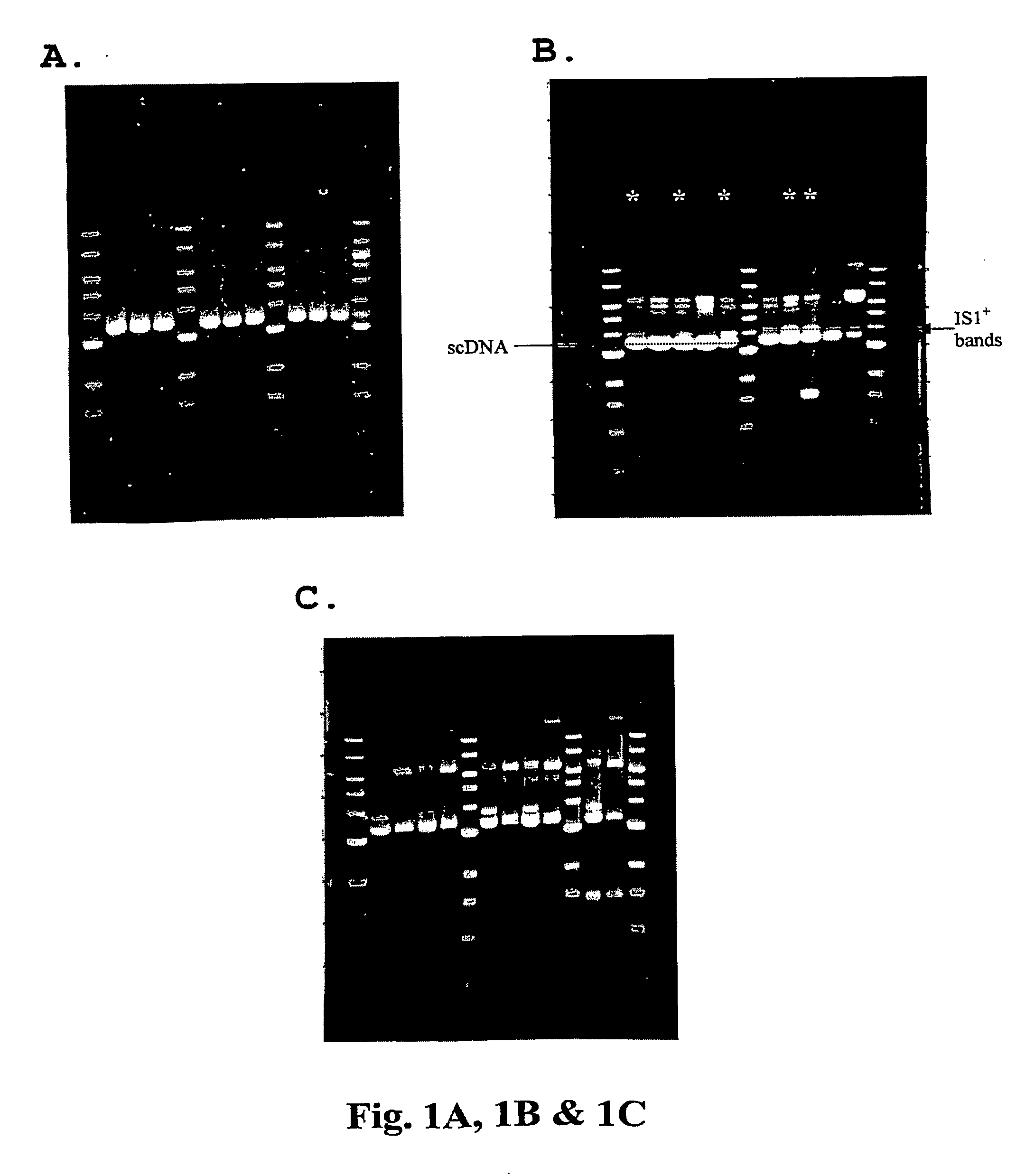 Method For Genetic Selection Of High-Plasmid Producing E. Coli Clones