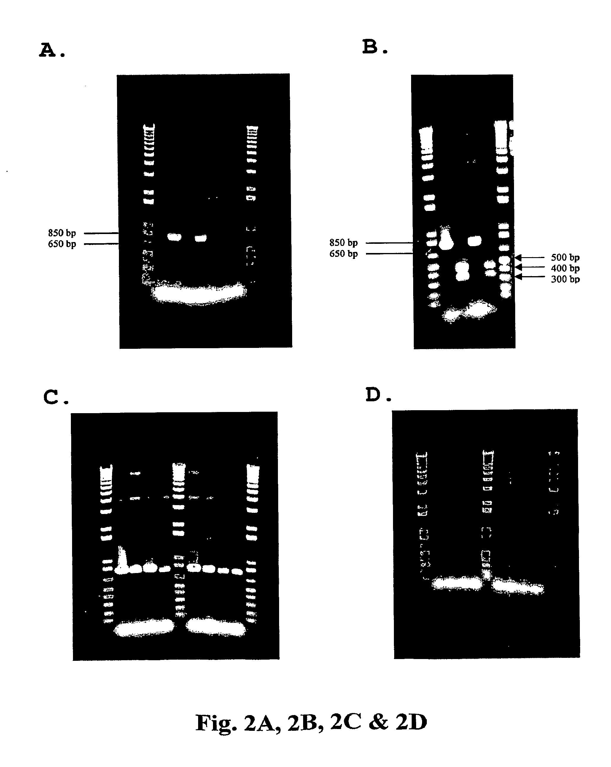 Method For Genetic Selection Of High-Plasmid Producing E. Coli Clones