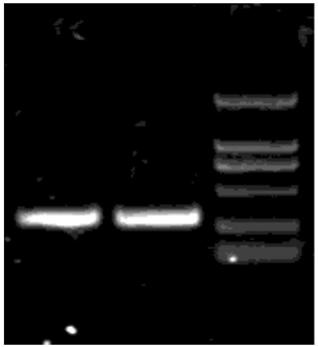 Anti-EGFR single-chain antibody, anti-PD1 single-chain antibody and fusion protein