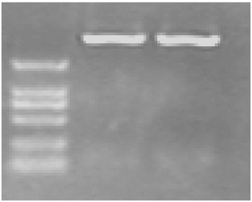 Anti-EGFR single-chain antibody, anti-PD1 single-chain antibody and fusion protein