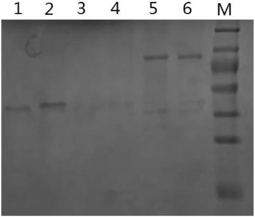 Anti-EGFR single-chain antibody, anti-PD1 single-chain antibody and fusion protein