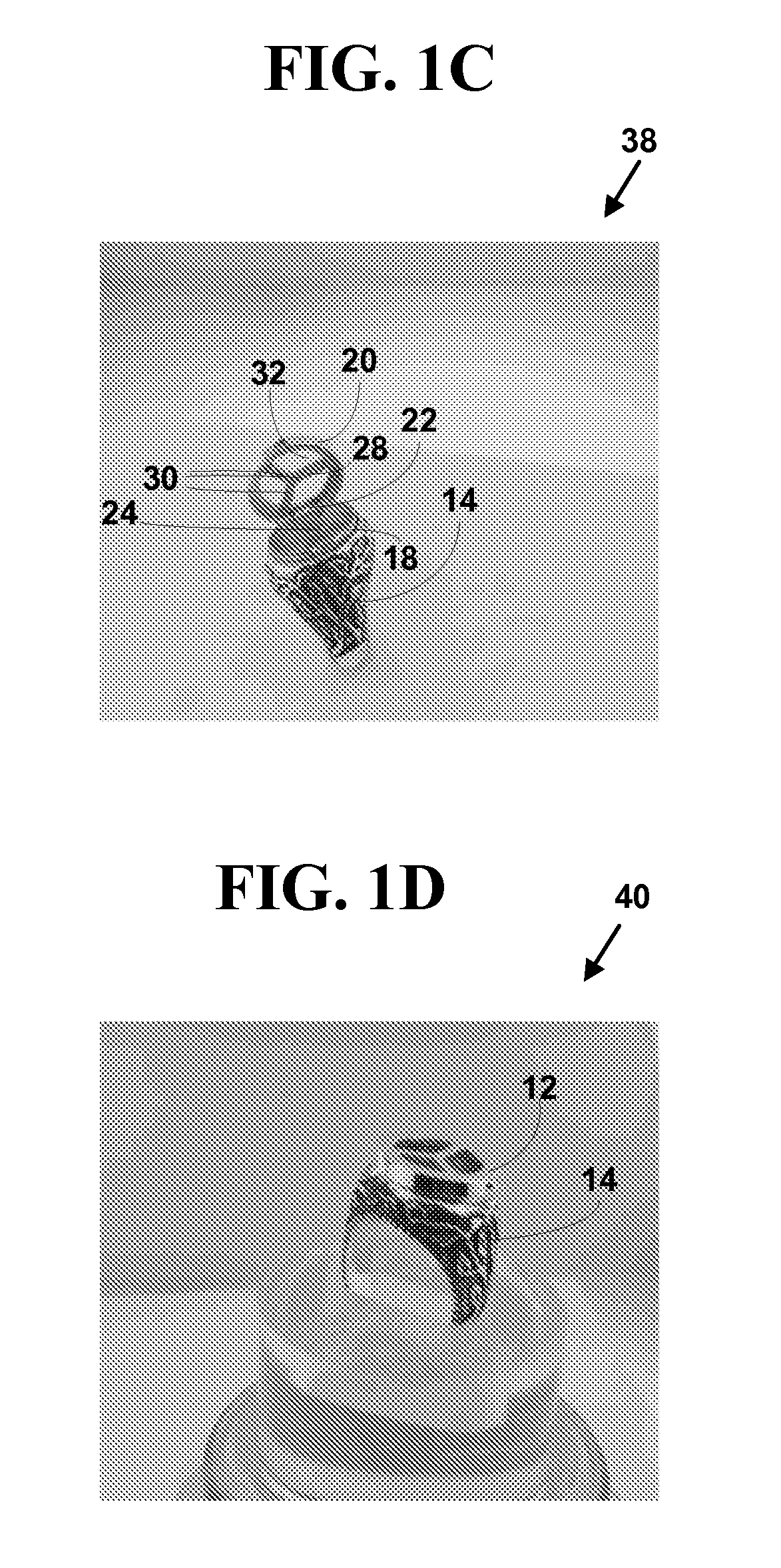 Jewelry apparatus with living ornamental material