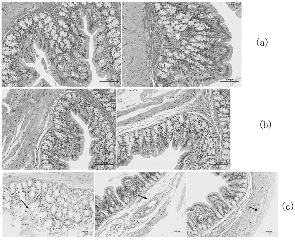 A construction method and application of a Yang-deficiency constipation animal model