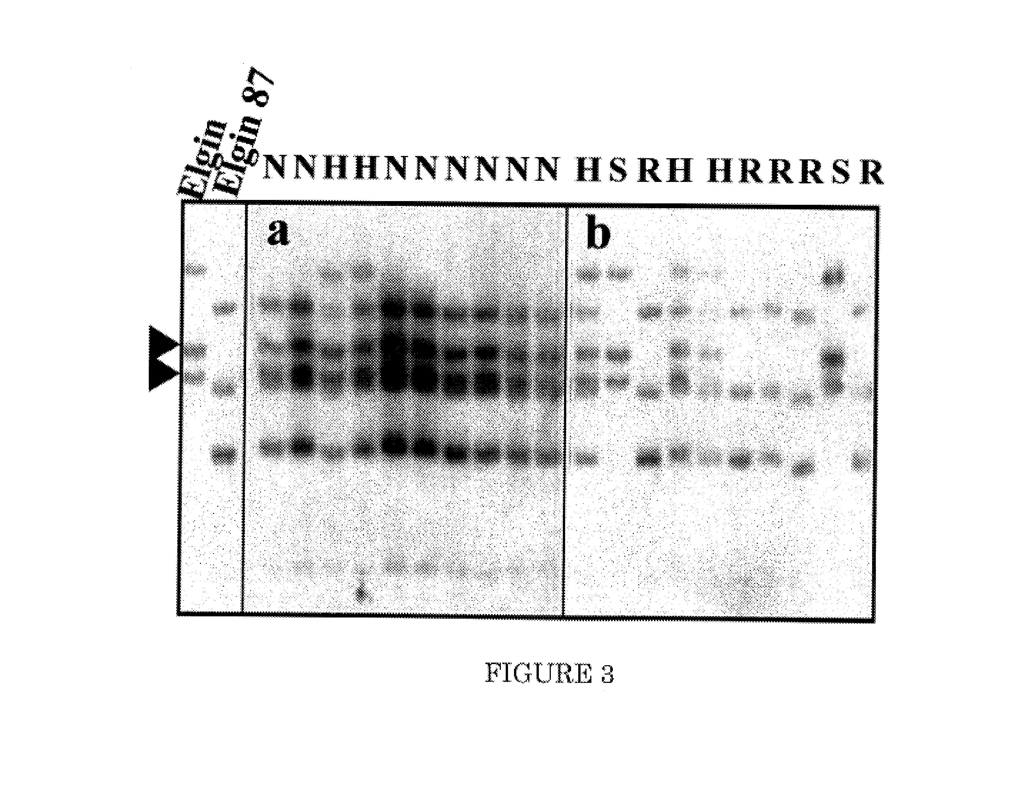 RPSk-1 gene family, nucleotide sequences and uses thereof