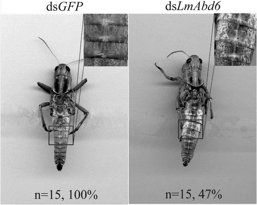 Migratory locust mesenchymal epidermal protein gene 6 and application thereof in locust control