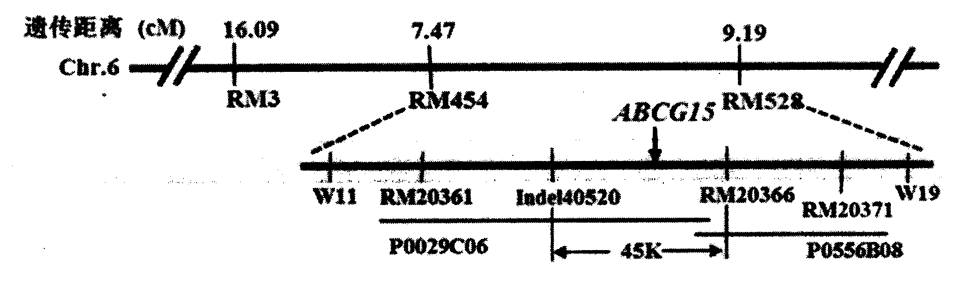 Gene for controlling rice fertility, encoded protein and application thereof