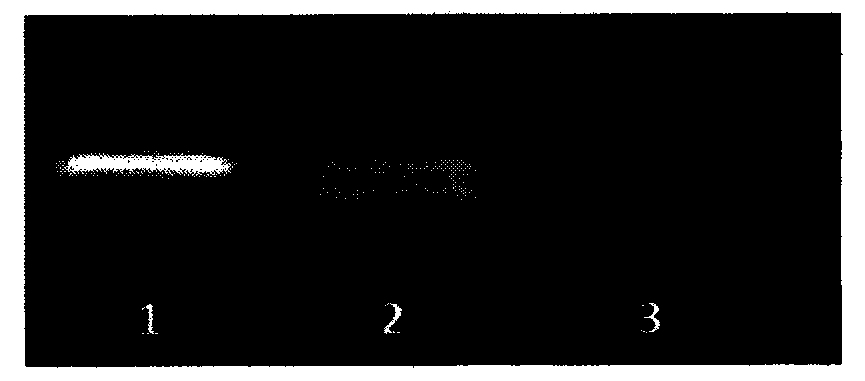 Gene for controlling rice fertility, encoded protein and application thereof