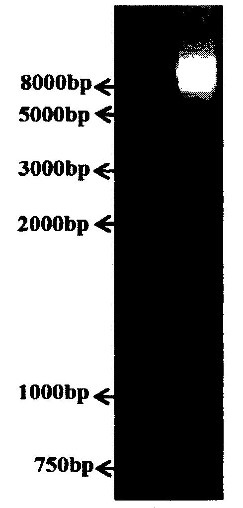 Gene for controlling rice fertility, encoded protein and application thereof