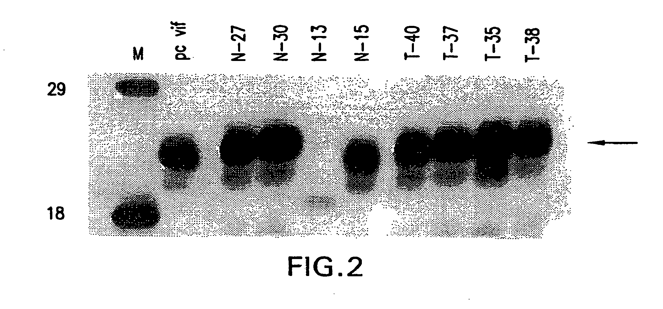 Attenuated vif DNA immunization cassettes for genetic vaccines