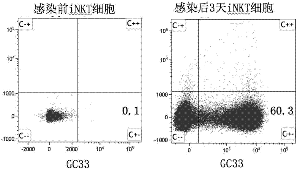 Invariant natural killer T (iNKT) cell expressing targeted GPC3 chimeric antigen receptor and preparation and application for invariable natural killer T (iNKT) cell