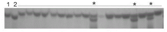 Molecular marker of rice resistance gene Xa23 and application of molecular marker