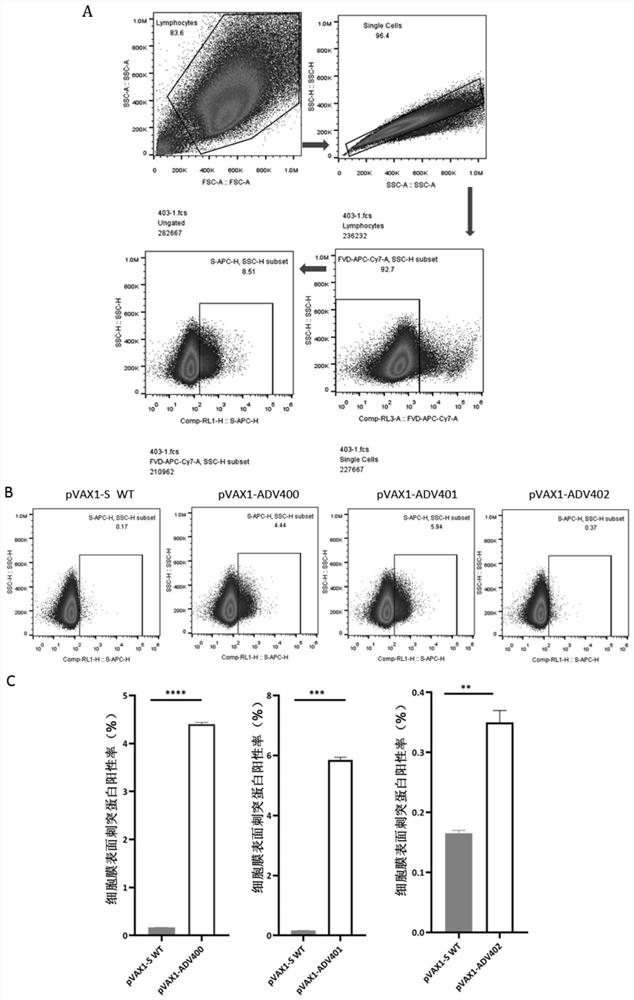 A kind of nucleotide sequence encoding novel coronavirus antigen and its application