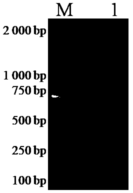 An ELISA kit for detecting porcine atypical fever virus antibody based on e2 protein