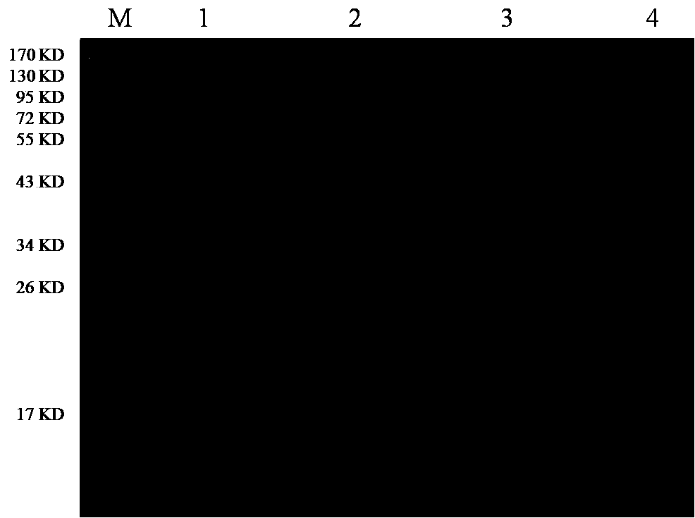 An ELISA kit for detecting porcine atypical fever virus antibody based on e2 protein