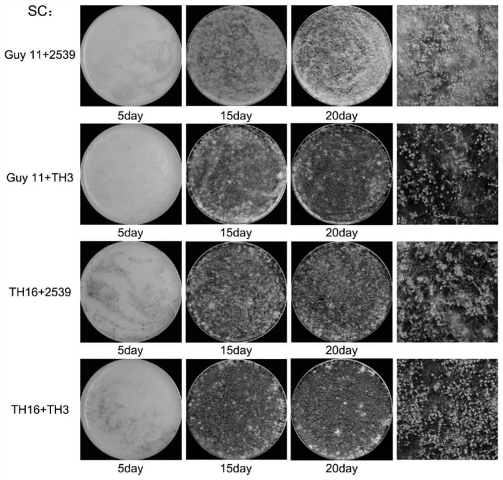 Conidia coating method for producing large number of rice blast germ sexual generations