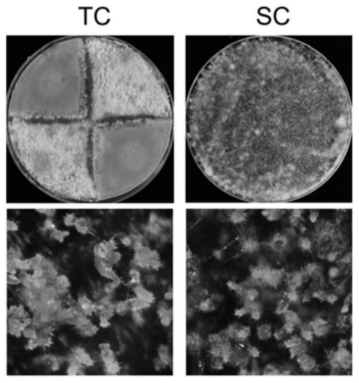 Conidia coating method for producing large number of rice blast germ sexual generations