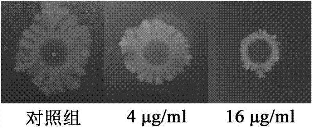 Application of phloretin in preparation of medicine for treating chicken necrotic enteritis