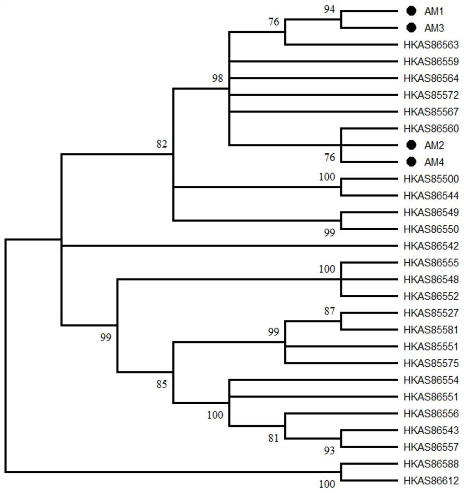 High-yield and high-efficiency cultivation method of French Armillaria