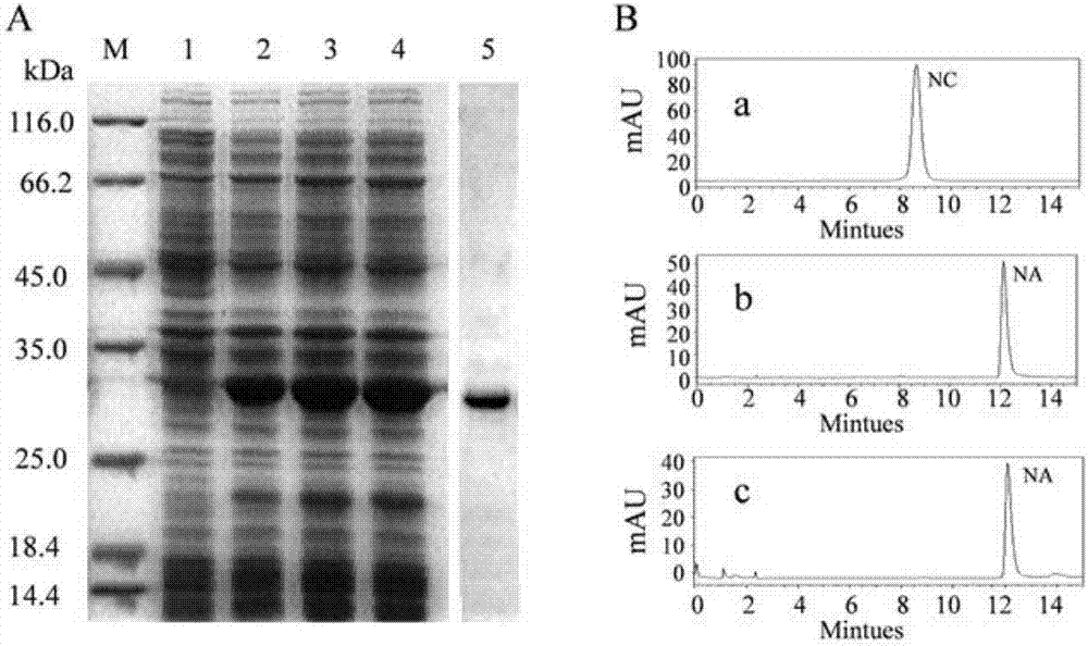Dracaena cambodiana chalcone isomerase DcCHIL1, encoding gene thereof and application