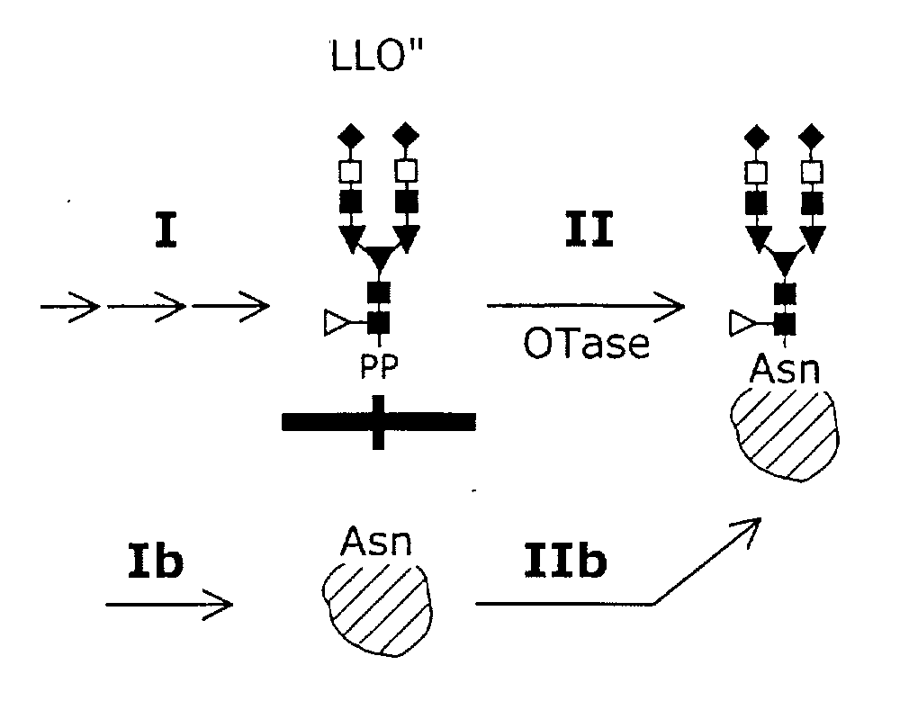 System and method for the production of recombinant proteins