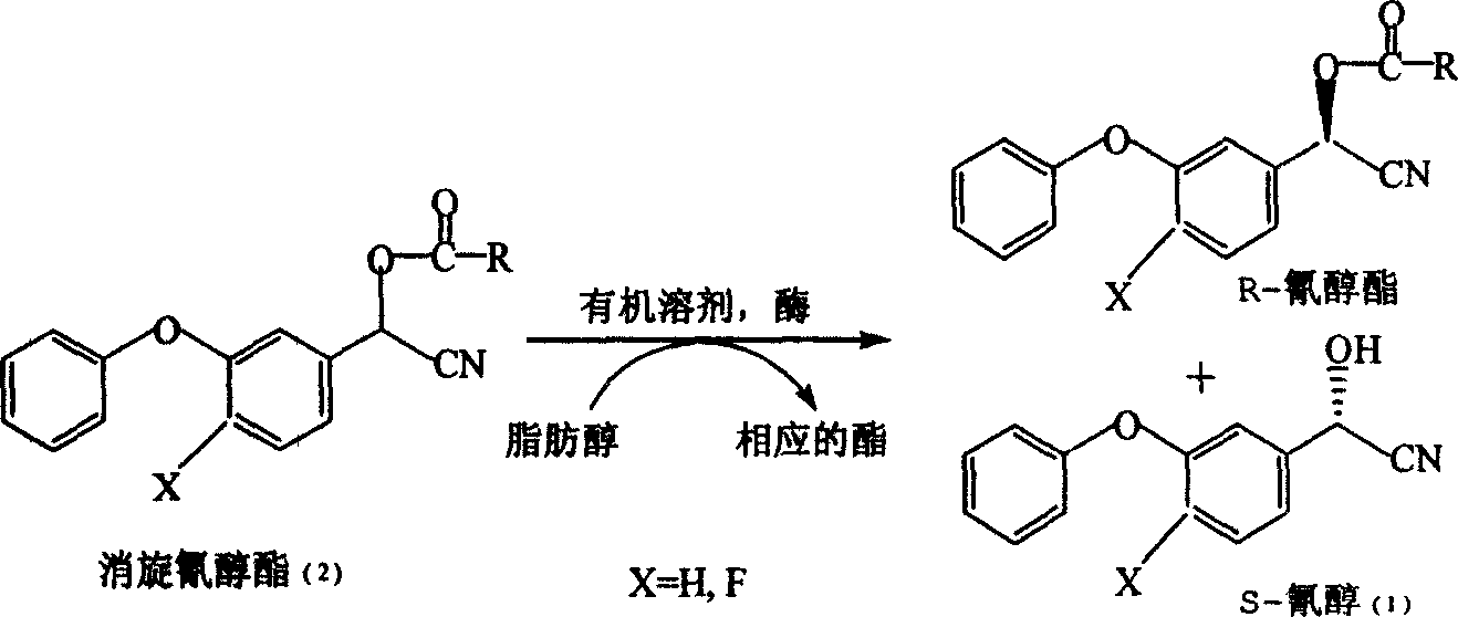 Preparation method for resolving optical active cyan alcohol by enzyme process