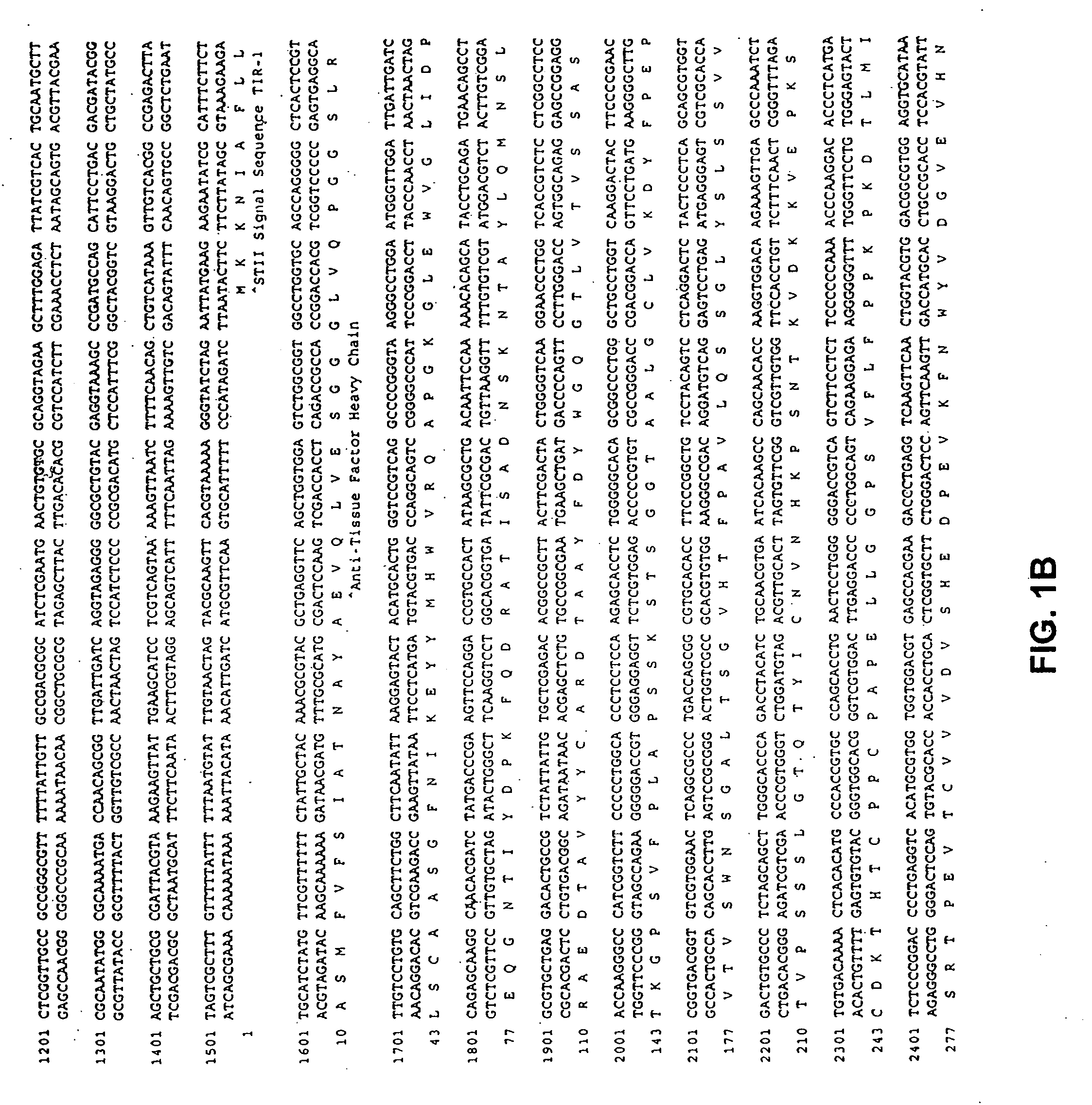 Methods and compositions for increasing antibody production