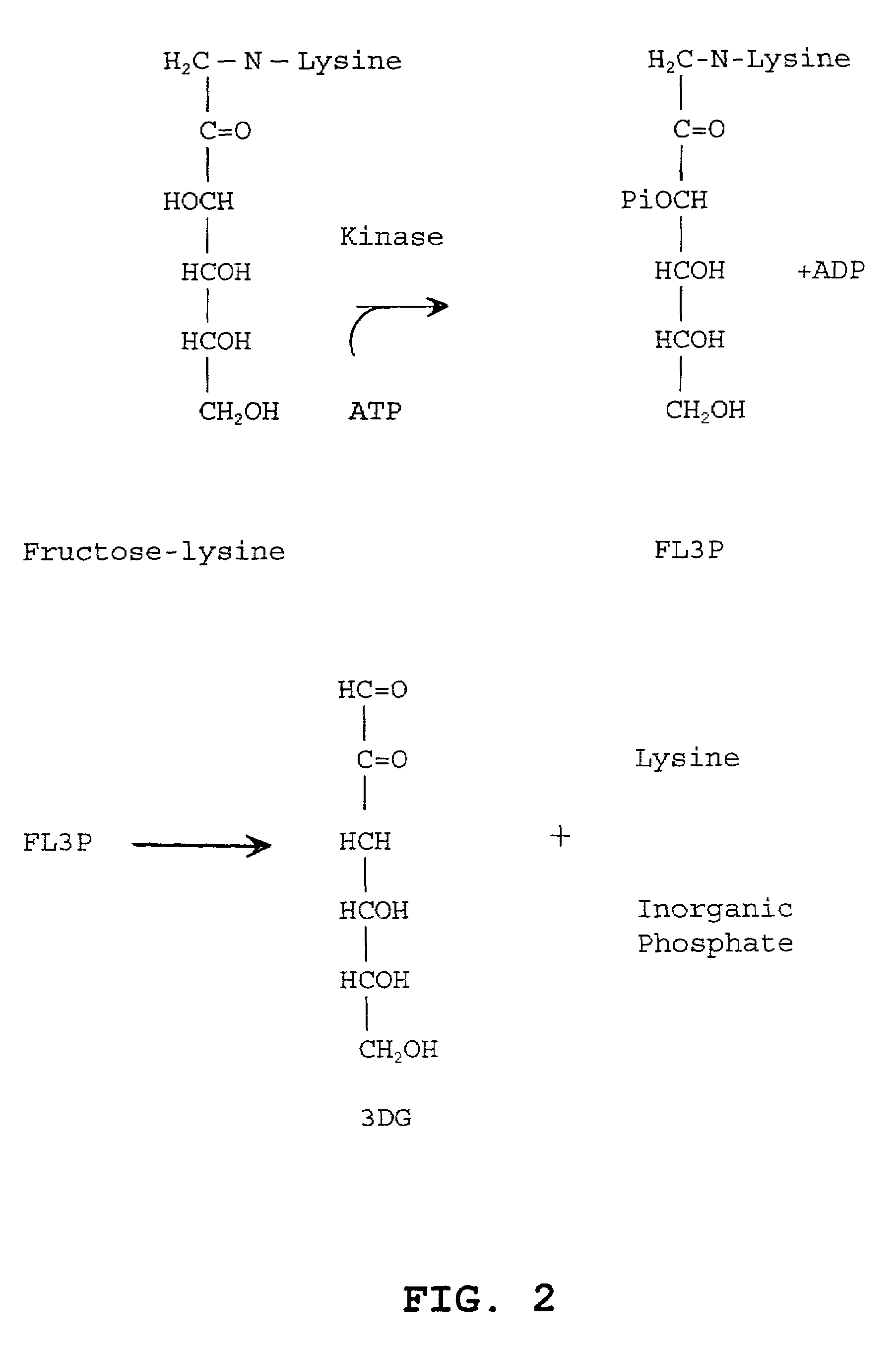 Compounds and methods for treating glycogen storage disease and other pathological conditions resulting from formation of age-proteins