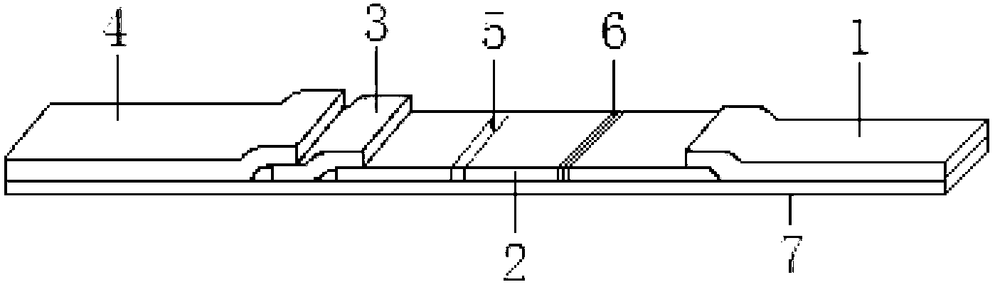 Colloidal gold test paper strip for residue detection of tylosin and tilmicosin, method for using colloidal gold test paper strip and application of colloidal gold test paper strip