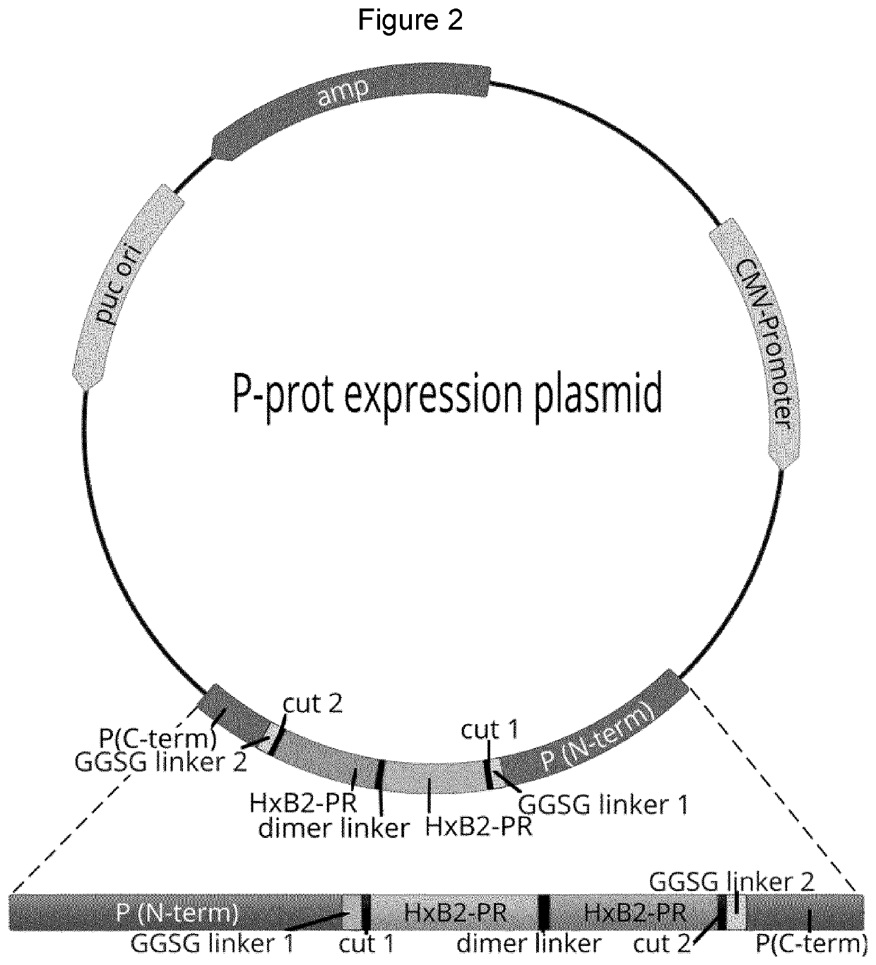 Novel Mechanism to Control RNA Virus Replication and Gene Expression