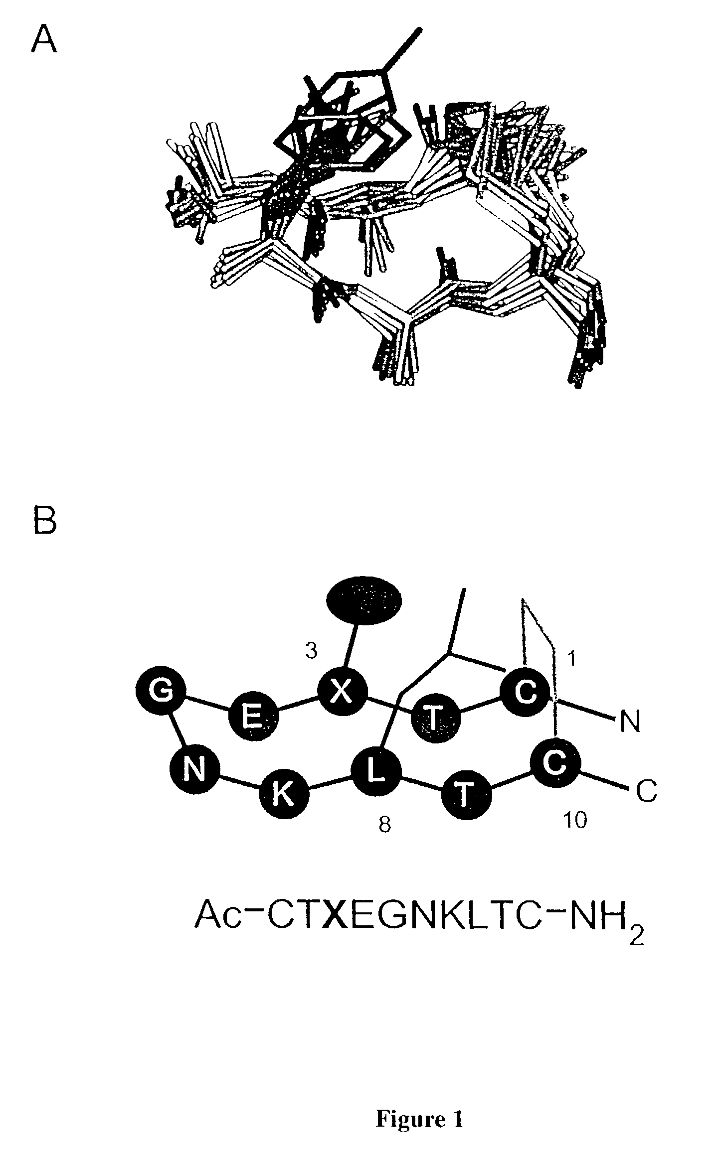 Structured peptide scaffold for displaying turn libraries on phage