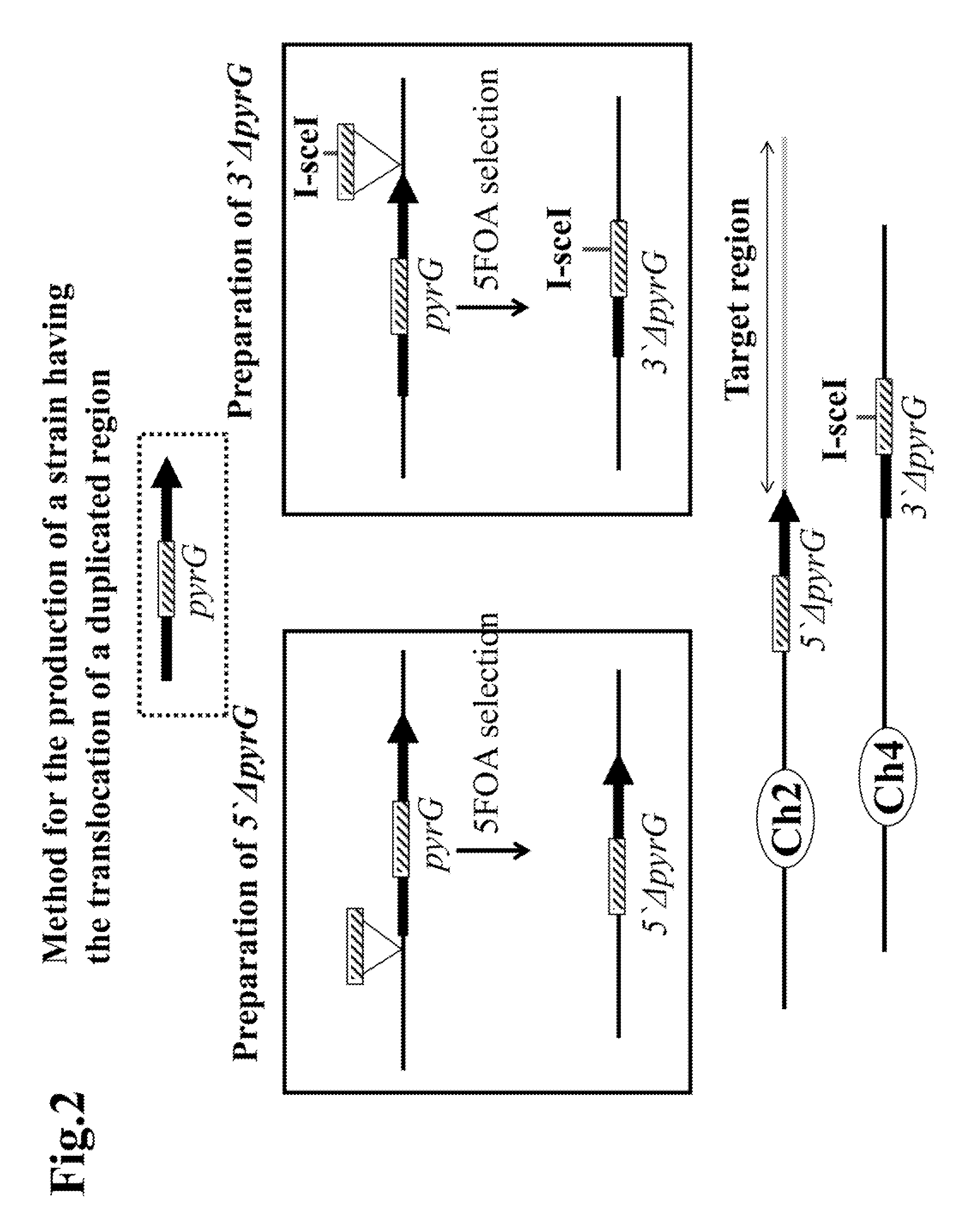 Method for the production of duplication and translocation of any region in the chromosome of aspergillus