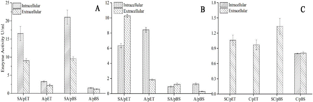 Actinomycete signal peptide for expressing intracellular protein to extracellular position and application thereof