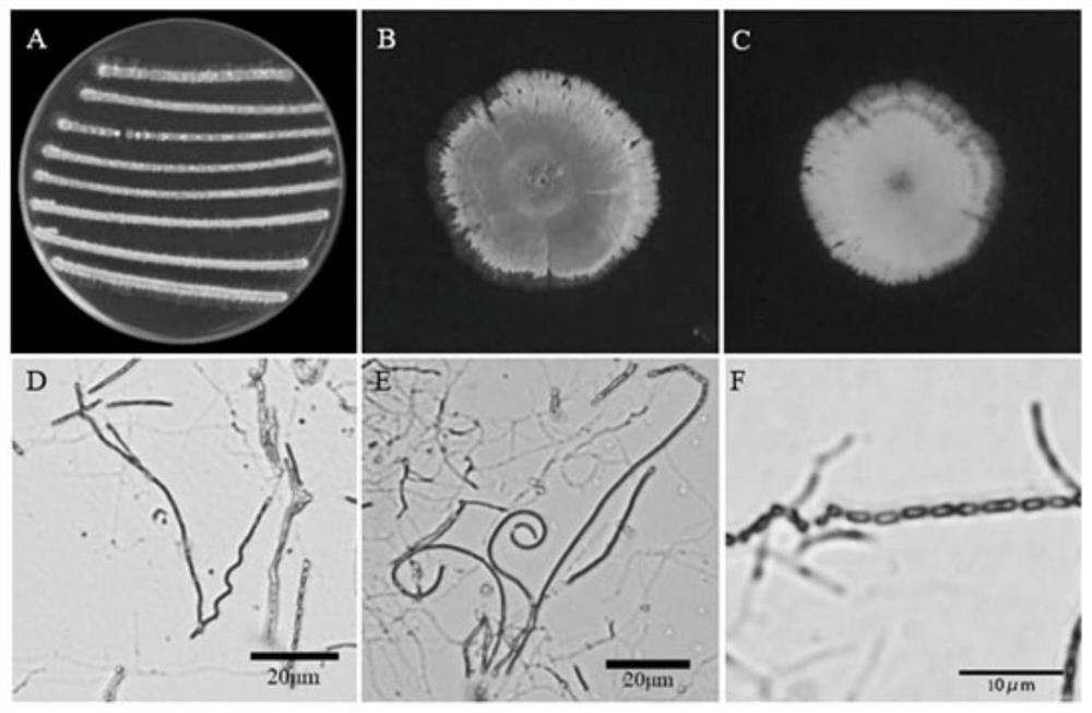 Streptomyces lavendulae 2-1-2F-1 and application of biomass of Streptomyces lavendulae 2-1-2F-1 in prevention and treatment of soil-borne diseases of vegetables