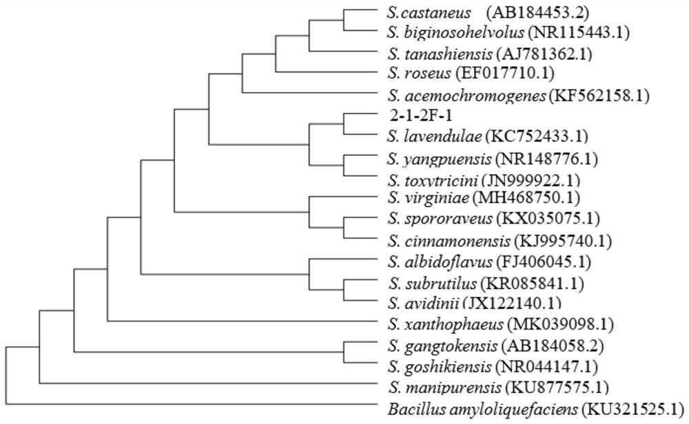 Streptomyces lavendulae 2-1-2F-1 and application of biomass of Streptomyces lavendulae 2-1-2F-1 in prevention and treatment of soil-borne diseases of vegetables