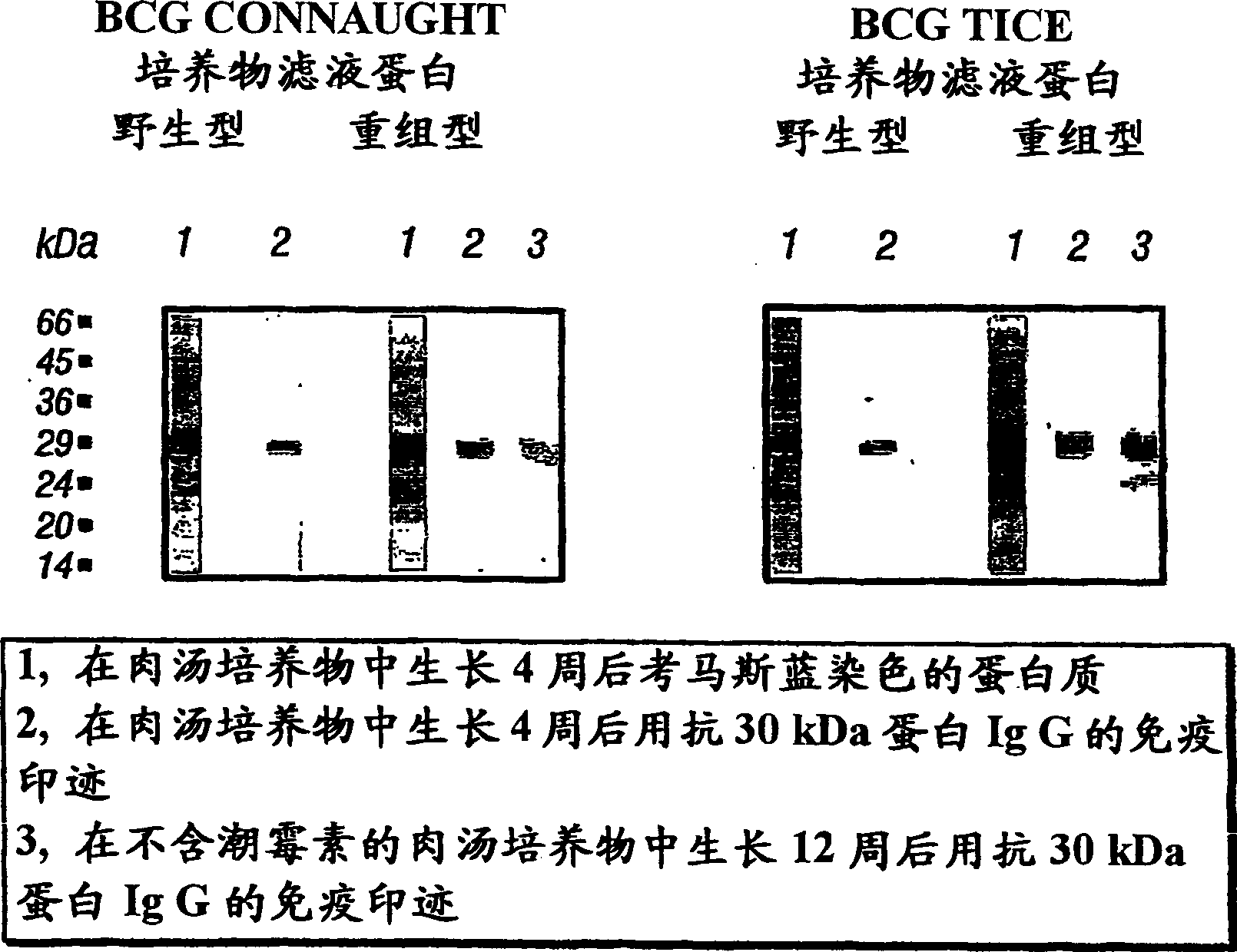 Recombinant intracellular pathogen vaccines and methods for use