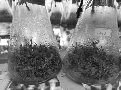 Tissue culture and rapid propagation method of 1212 variety of Eucalyptus cloeziana F. Muell.