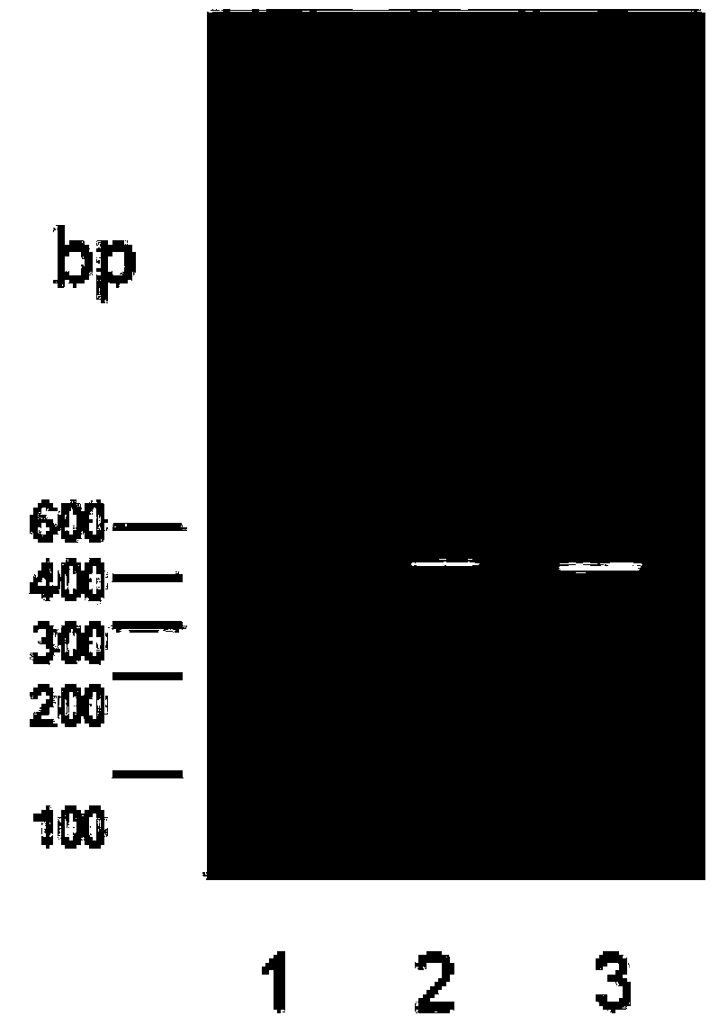 Humanized antibody targeted to RANKL (Receptor Activator Of Nuclear Factor Kappa B Ligand) and TNF-alpha (Tumor Necrosis Factor) and application of humanized antibody