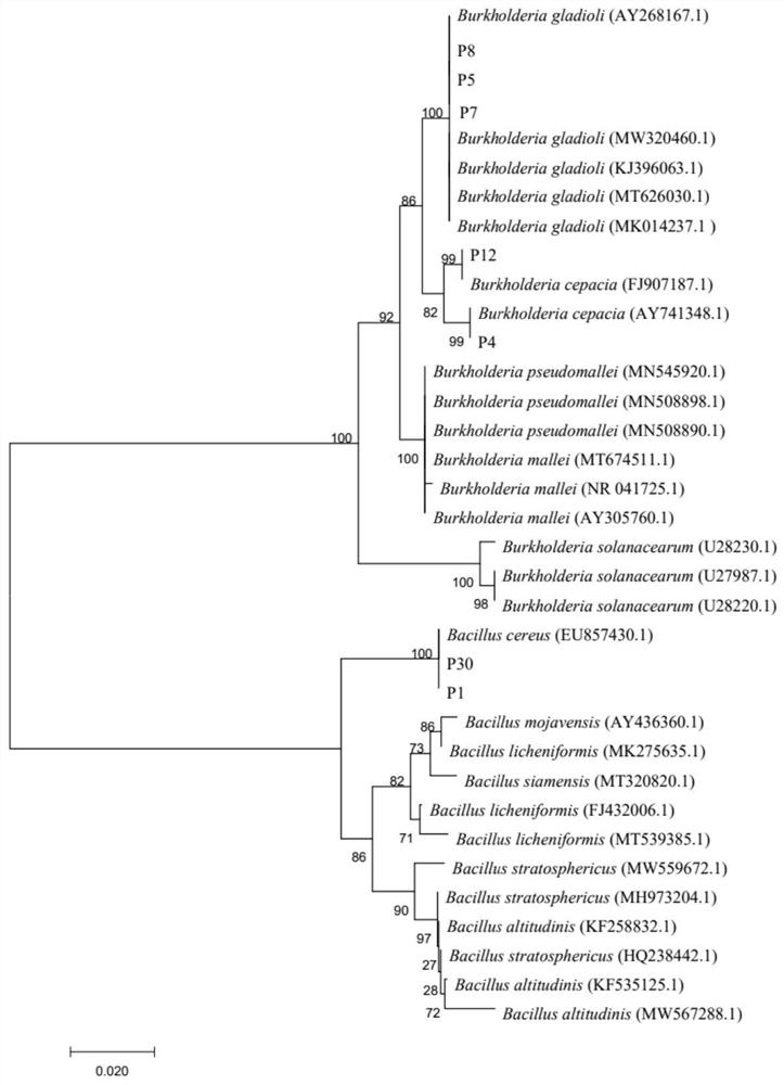 Burkholderia gladioli P8 and application thereof