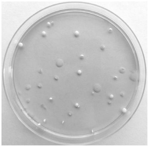 Isolated Lactobacillus paracasei PC-01 for promoting oral health and application of Lactobacillus paracasei PC-01