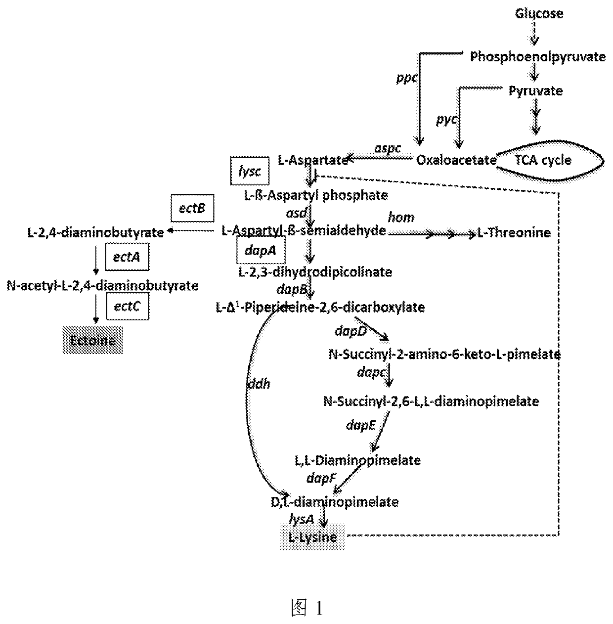 Method for producing tetrahydropyrimidine by fermenting recombinant corynebacterium glutamicum