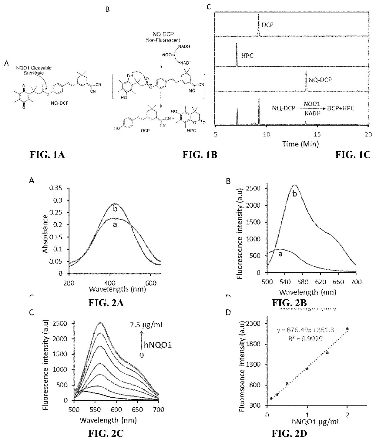 Hnqo1-activatable fluorescent probe for imaging cancer cells in-vitro and in-vivo