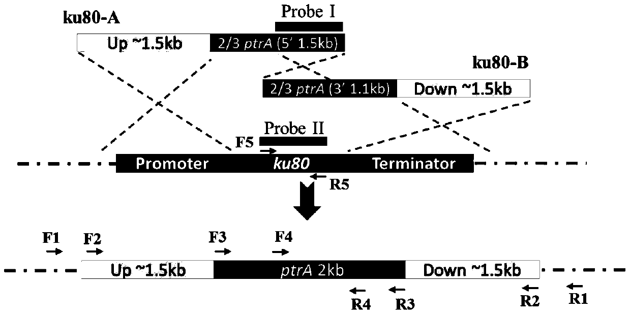 A method and application of excision screening label