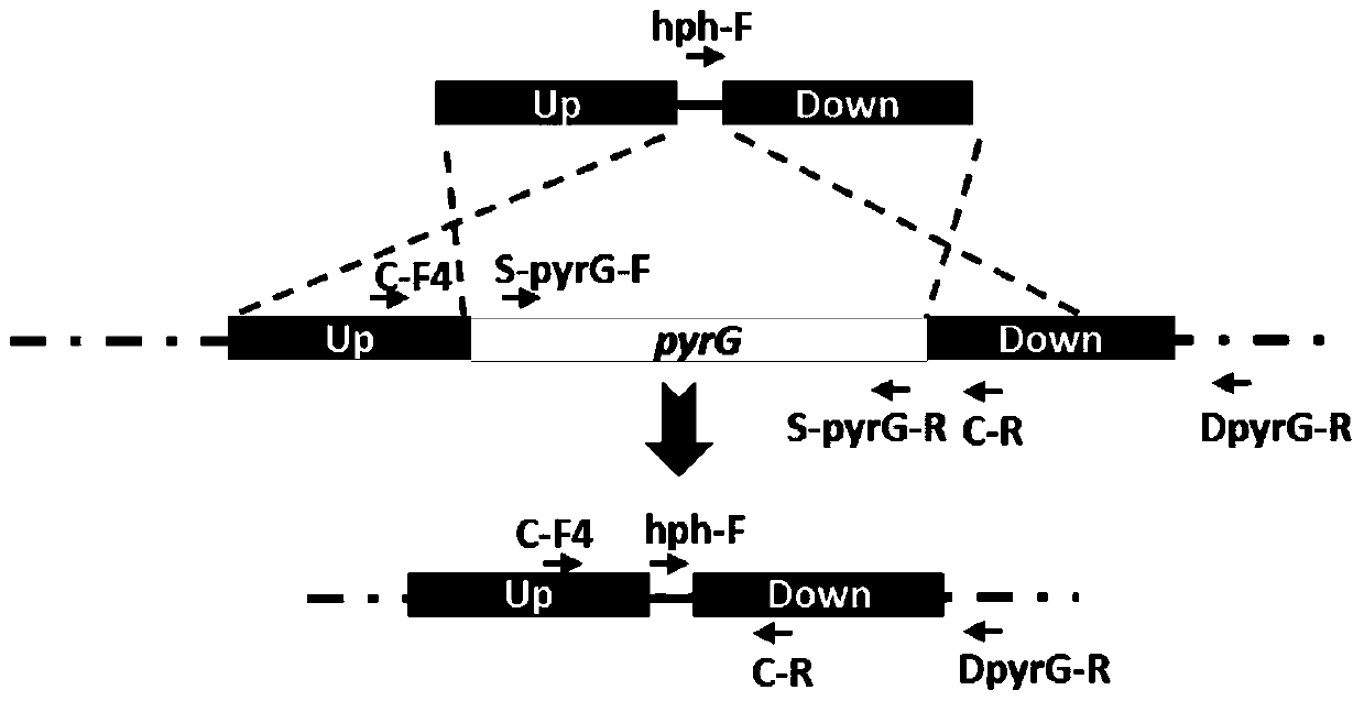 A method and application of excision screening label