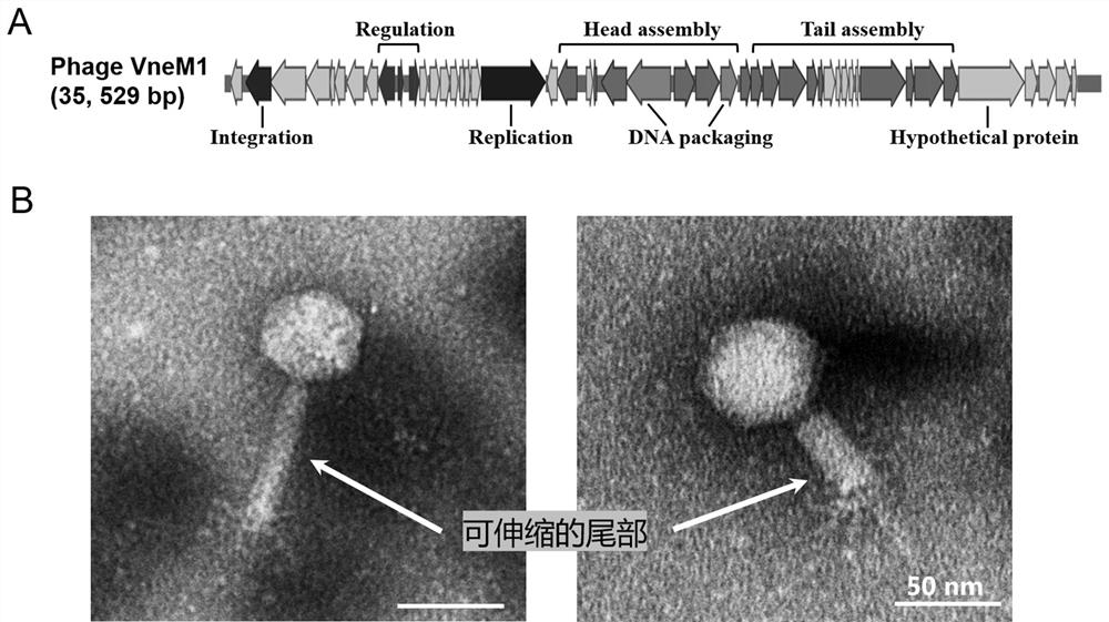 A temperate phage vnem1 regulating coral flora and its application