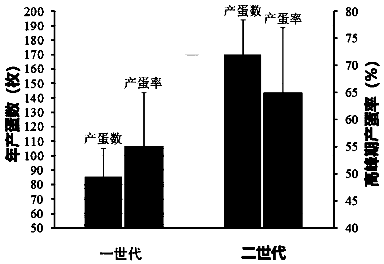 Lueyang black-bone chicken breeding method