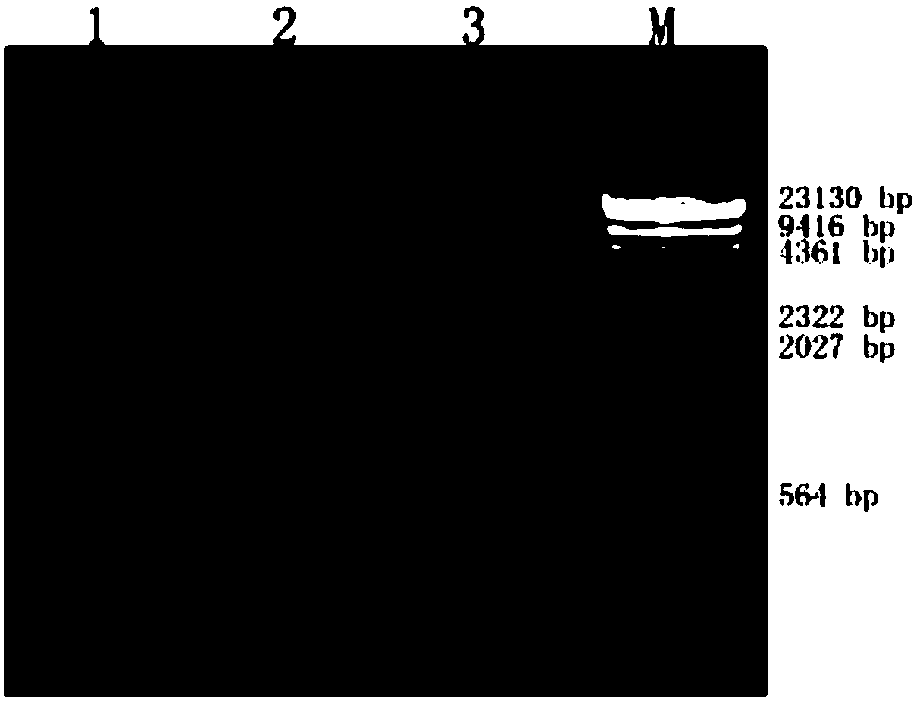 Feces phage DNA extracting method, kit for extracting feces phage DNA and application of kit