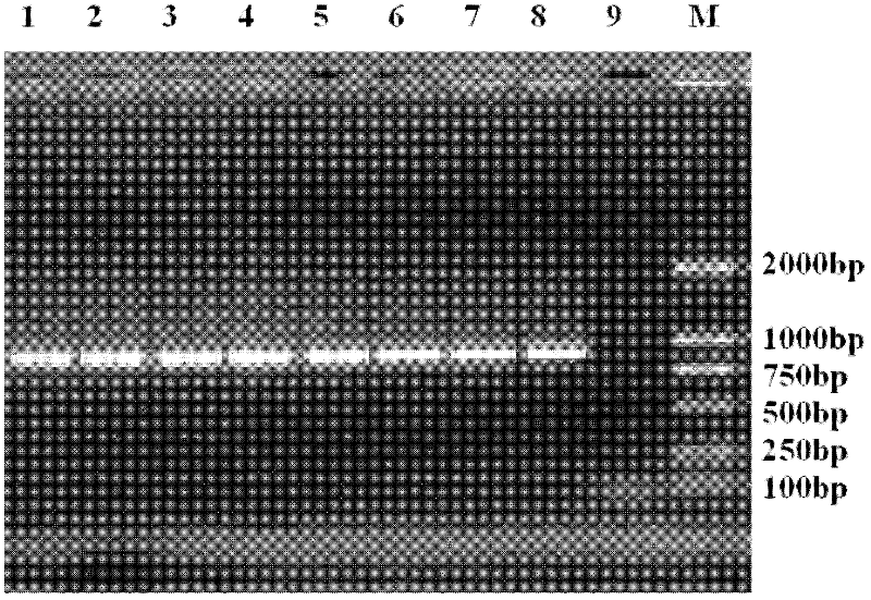 Method for detecting TilletiafuscaEII&EV and T.bromi(Brockm.)Brockm by using double polymerase chain reaction (PCR) primers