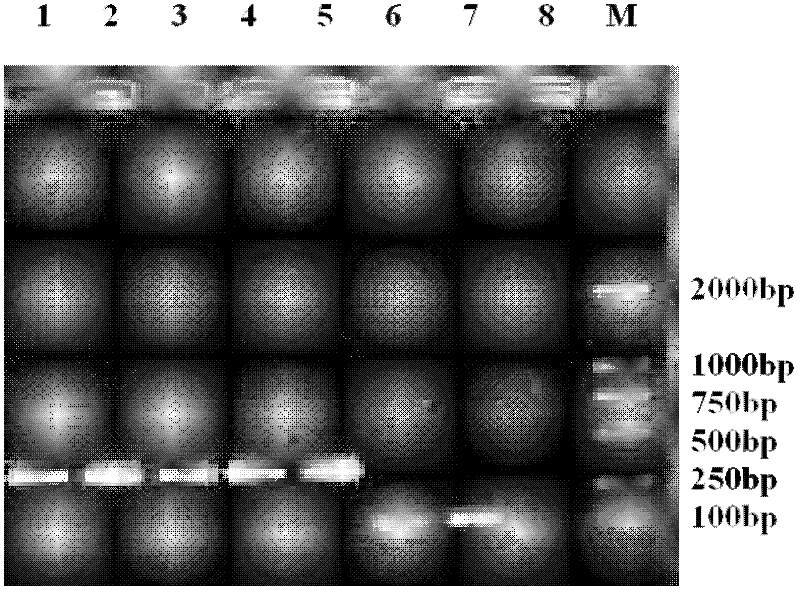 Method for detecting TilletiafuscaEII&EV and T.bromi(Brockm.)Brockm by using double polymerase chain reaction (PCR) primers