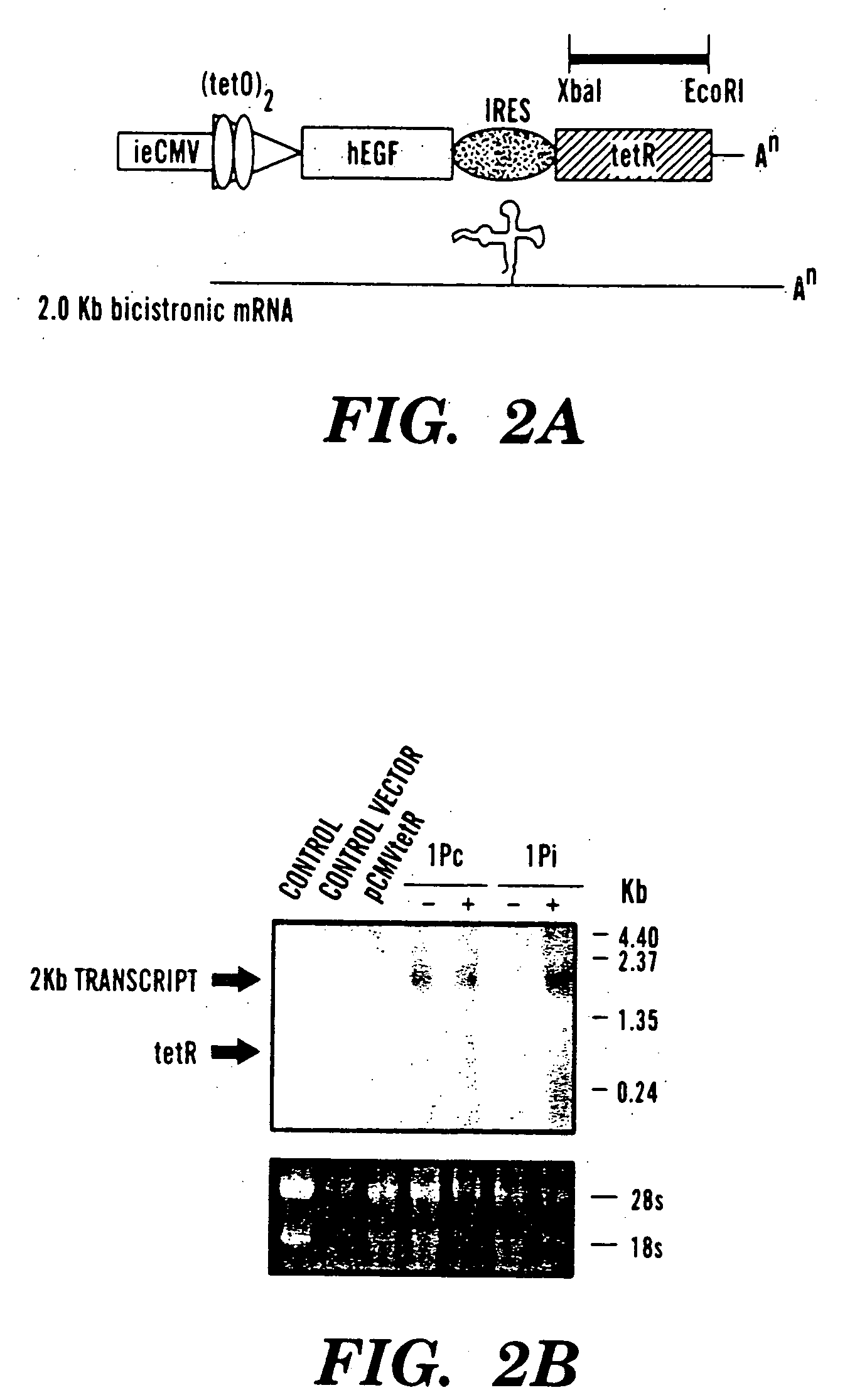 Pseudotyped lentiviral vectors and uses thereof