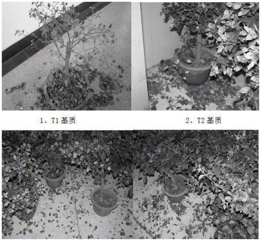 Processing method of improving preservation and storage tolerance of bougainvillea glabra